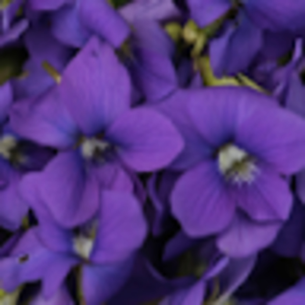 Meet your Posher, Farhana